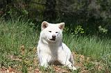 AKITA INU 421